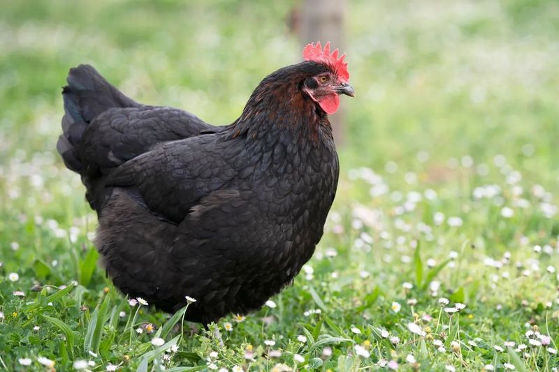 The Marans