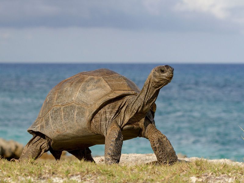Aldabra Tortoises Are Native To The Indian Ocean
