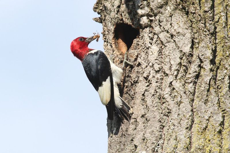 The Red-Headed Woodpecker