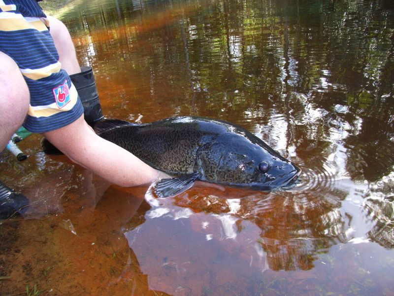 Collaboration For Conservation