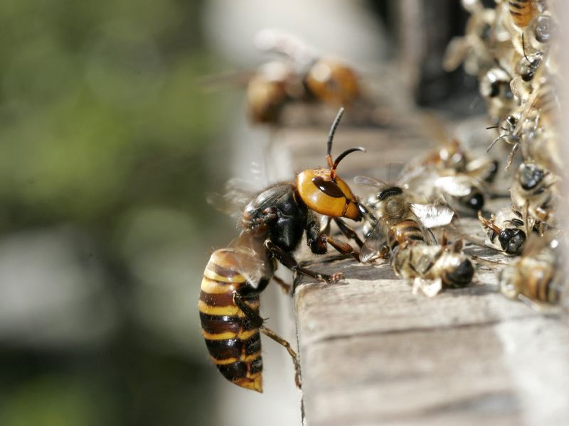 Why Murder Hornets Were A Threat To Honeybees And Ecosystems