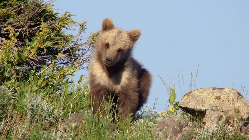 Local Communities Benefit From Bear Conservation