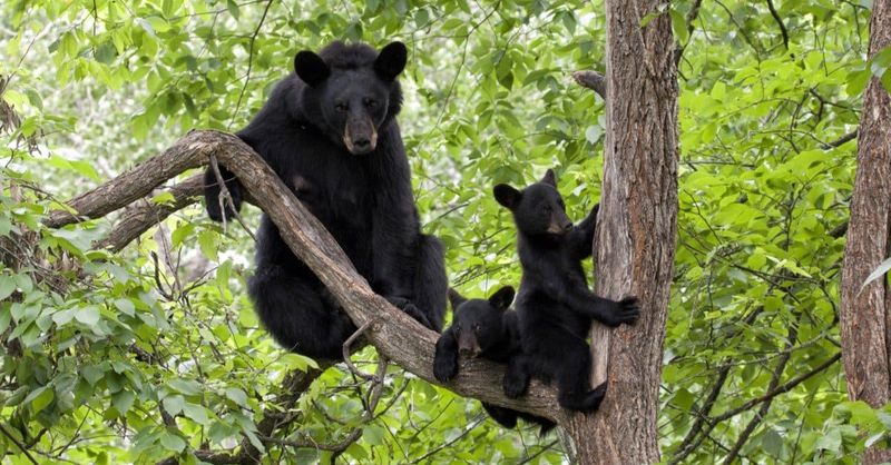 The Sweet Side Of Bears