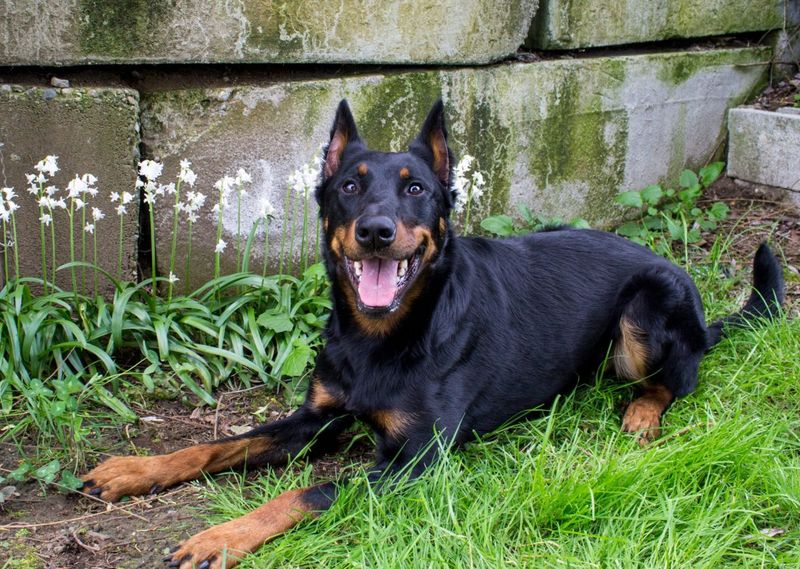 A Fantastic Working Dog