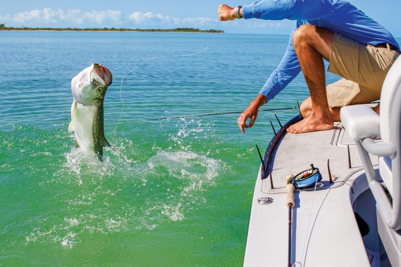 Florida's Flying Tarpon