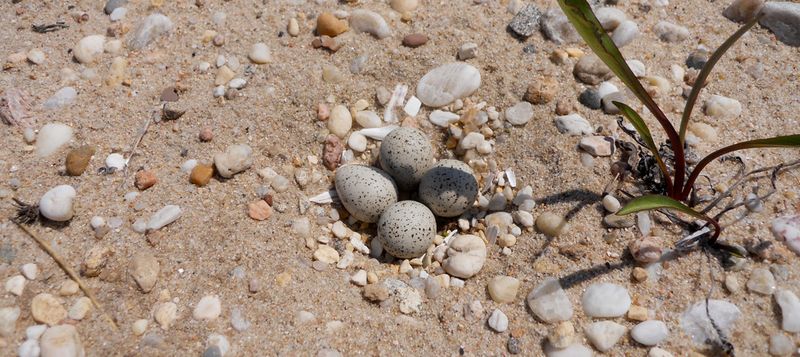 How Ground-Nesting Birds Choose The Best Location