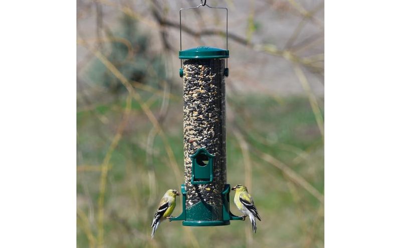 Tube Feeders: The Versatile Classic