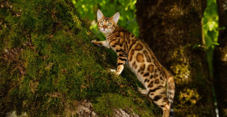 The Best Cat Breed For You, Based On Your Personality Type