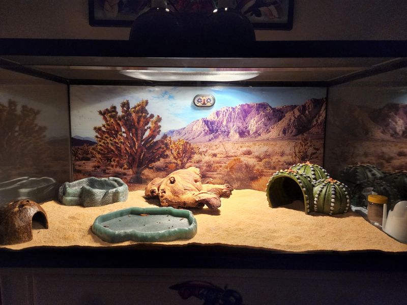 Desert Oasis Theme