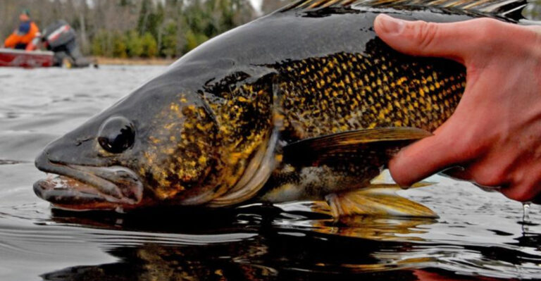 The Biggest Trout Ever Pulled From American Lakes (And The Strangest Trout Species You Might Not Expect)