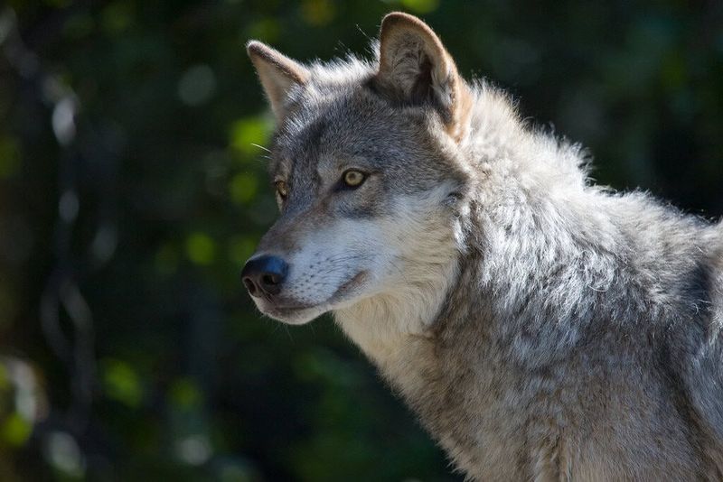 The 175-Pound Alaskan Giant