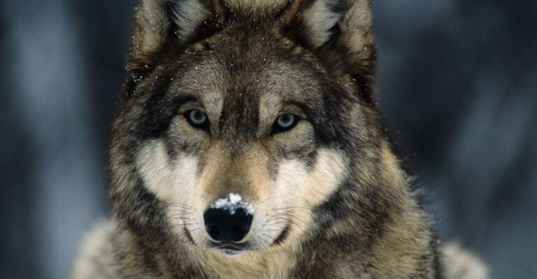 The Biggest Wolves Ever Seen In The U.S. (And Incredible Facts About Their Size)