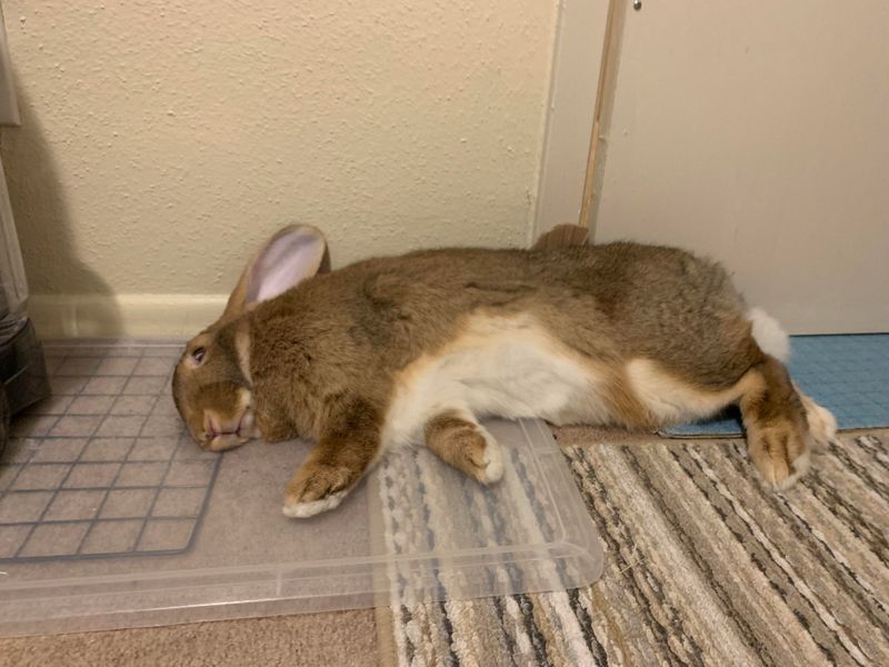 Flopping Over With Complete Trust
