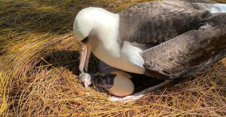 The Bird That Lays Only One Egg A Year Is Facing Extinction