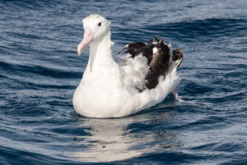 What Makes The Albatross Unique