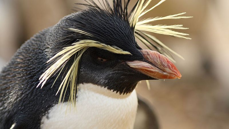 Why Some Birds Can't Fly At All