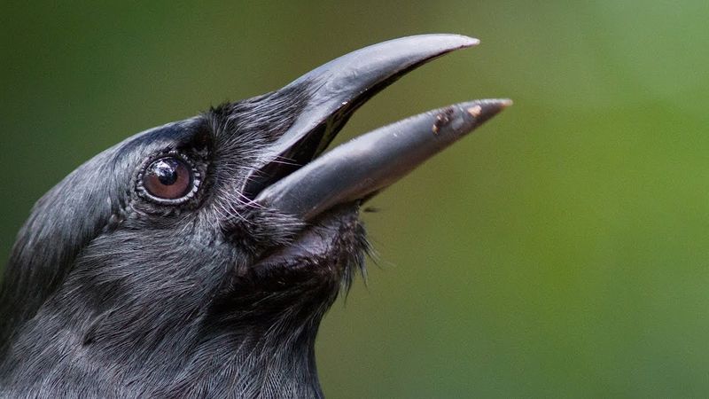 This Species Was Culturally Important To The Region