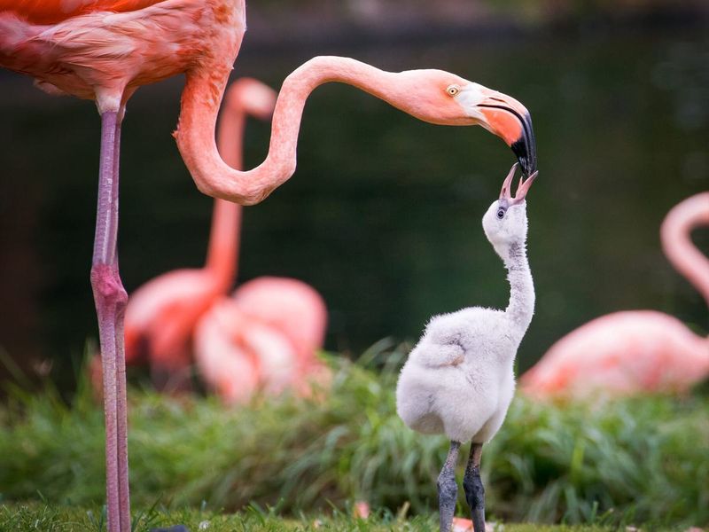 Dramatic Makeover Artists: American Flamingos