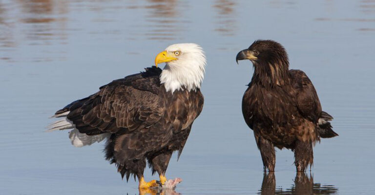 The Birds That Change Color With Age