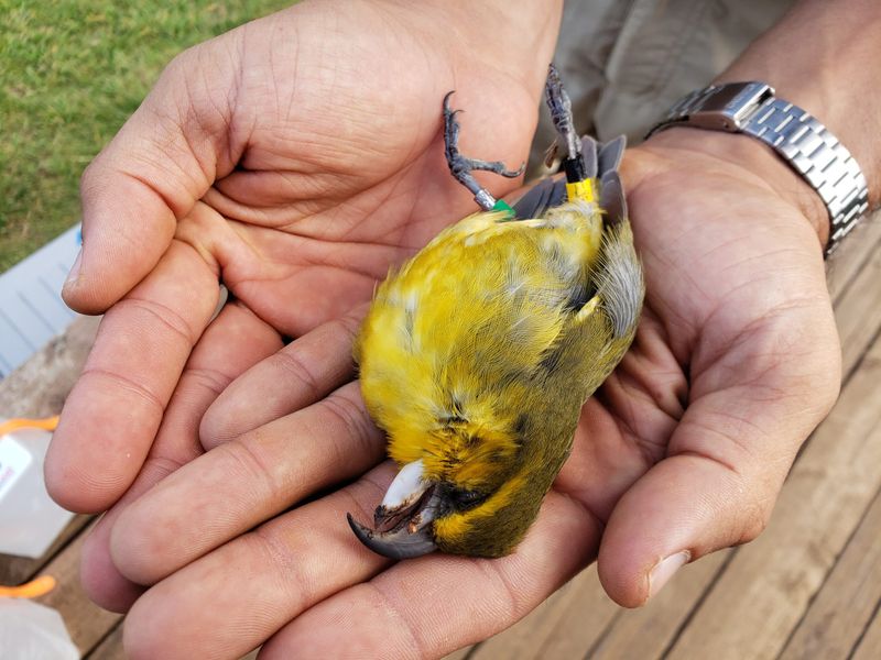 What Is Wolbachia And How It's Helping Save Hawaii's Birds