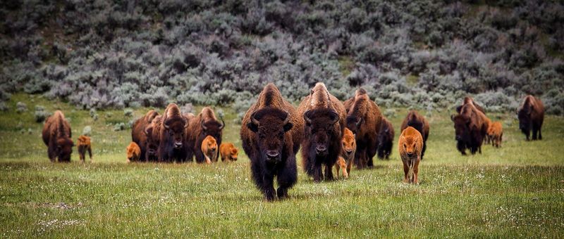 Conservation Comeback