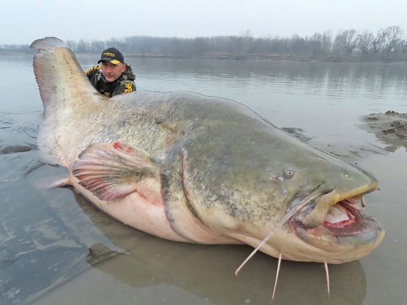 The Wels Catfish