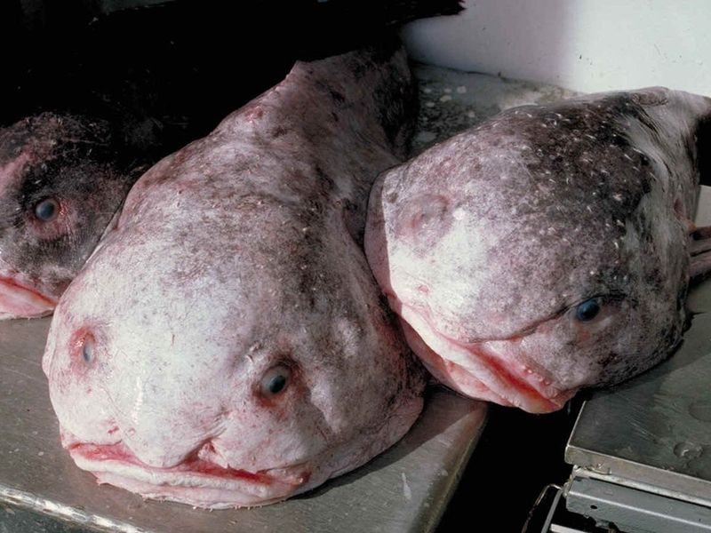 What Makes The Blob-Headed Fish Stand Out Among Other Fish?