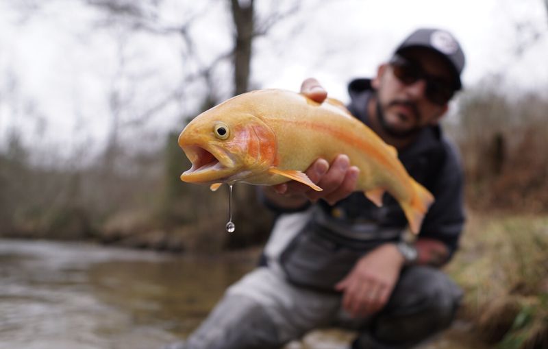 The Palomino Trout: The Circus Performer Of American Waters