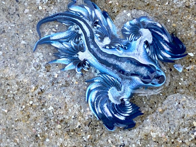Are Blue Dragons Dangerous To Humans?