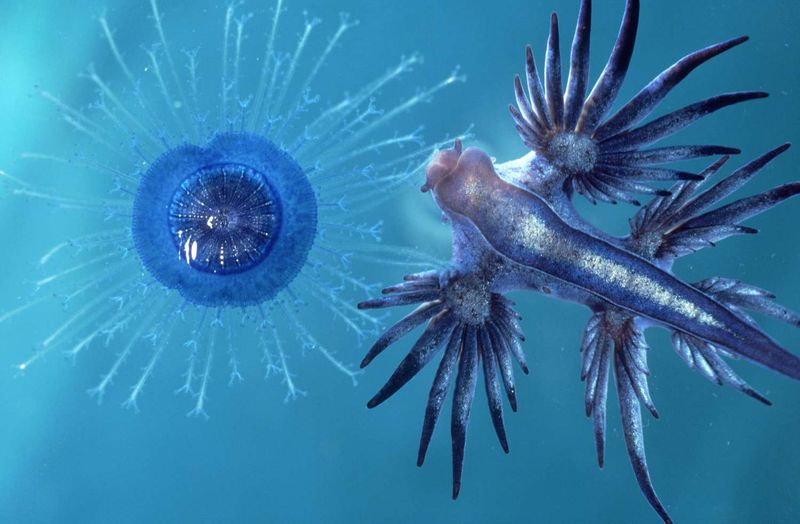 The Blue Dragon's Defense Mechanism