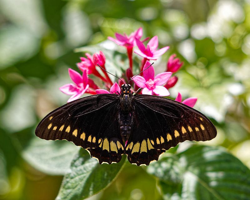 The Swallowtail Butterfly