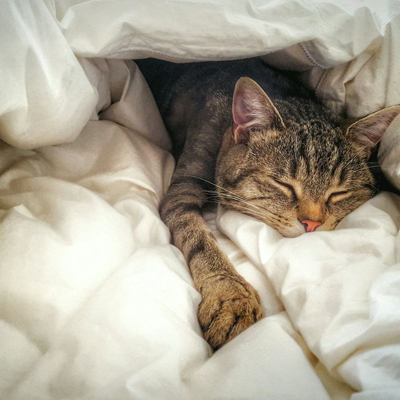 Cats Might Disrupt Your Sleep More Than Dogs