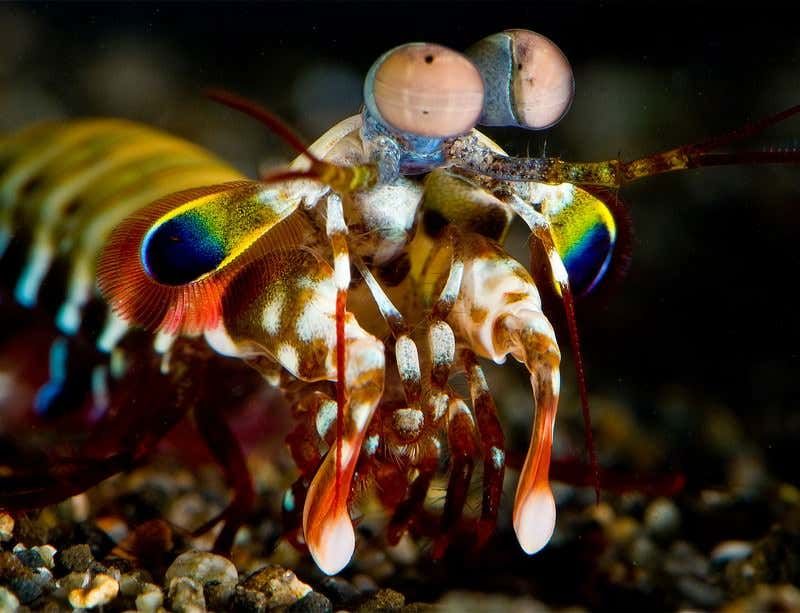 The Mantis Shrimp And Color Vision