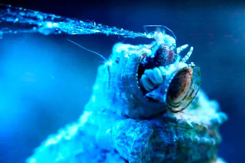 How Cayo Margarita Attaches Itself To Coral Surfaces