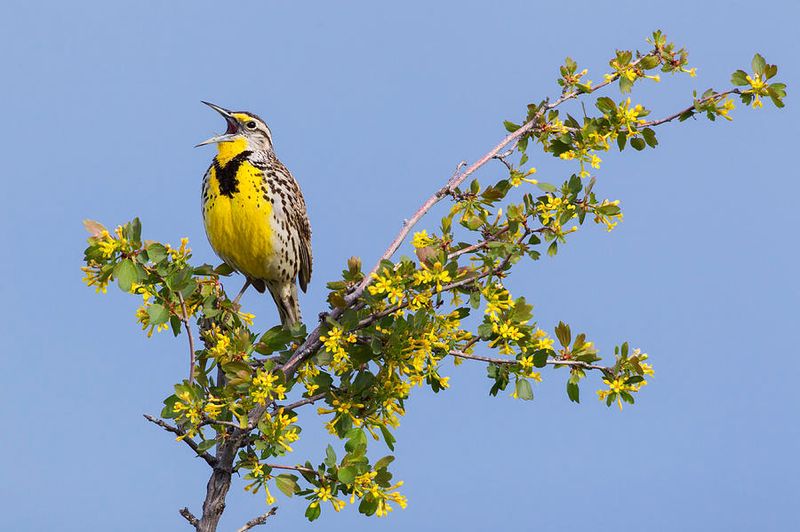 The Western Meadowlark