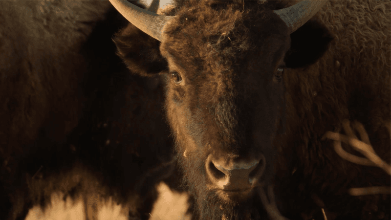 Sacred Buffalo And The Plains Indians' Spiritual Practices