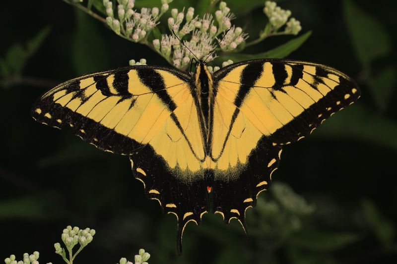 The Yellow Tiger Swallowtail