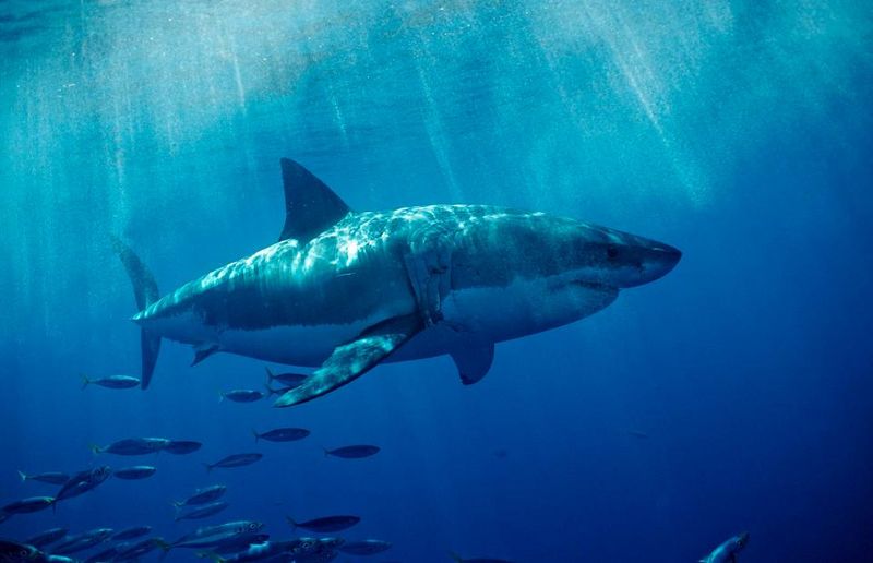 Shark Behavior
