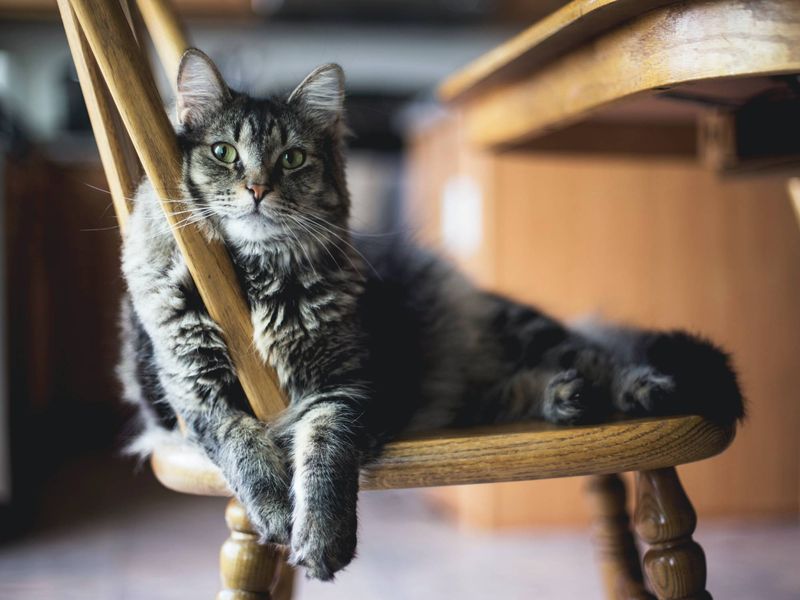 Your Neighbor's Cat Is Hiding Indoors