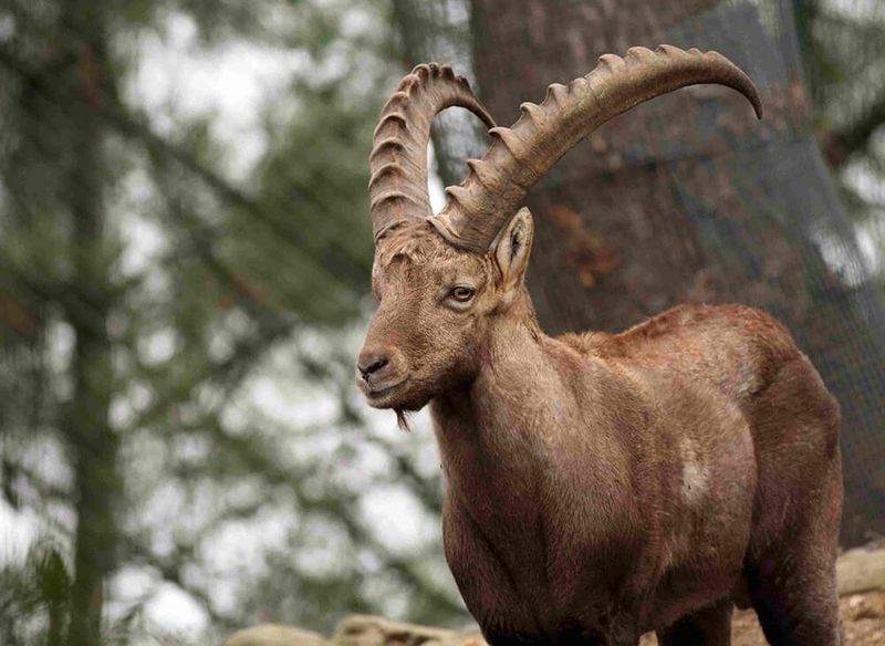 The Pyrenean Ibex