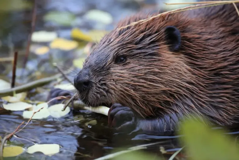 How Beavers Create Natural Water Management Systems