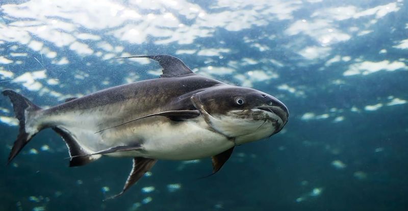 The Mekong Giant Catfish's Unique Appearance