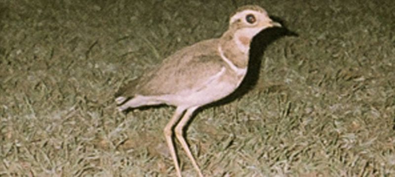 Habitat Loss Remains Their Greatest Threat