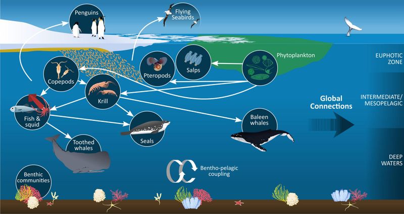 How It Helps Us Understand Deep-Sea Ecology