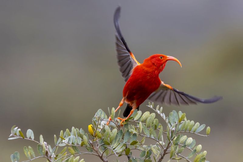 Why Traditional Conservation Methods Aren't Enough In Hawaii