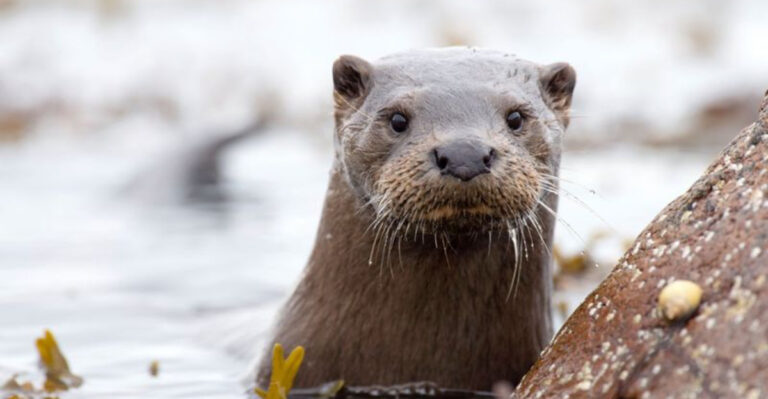 The Challenges Otters Face In Today's World