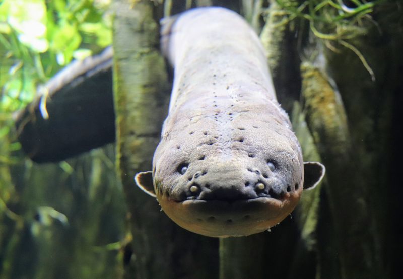 The Electric Eel