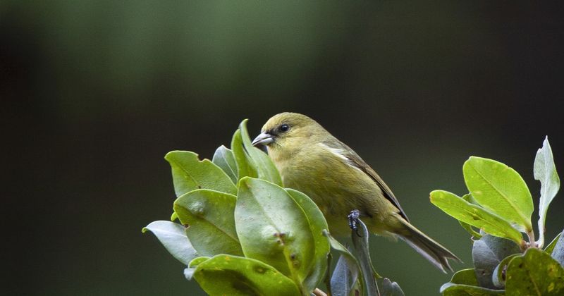 What's Next For Hawaii's Birds: The Future Of Mosquito Population Control