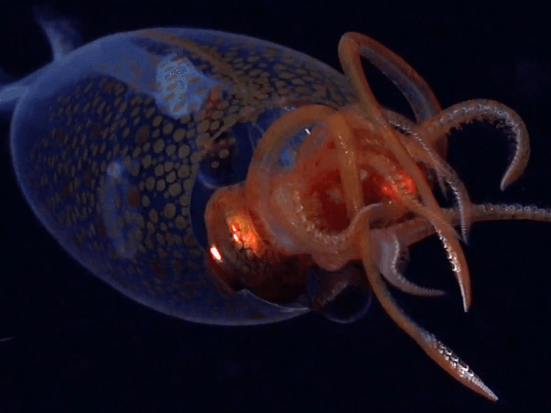 The Technology Behind Capturing The Colossal Squid's Footage