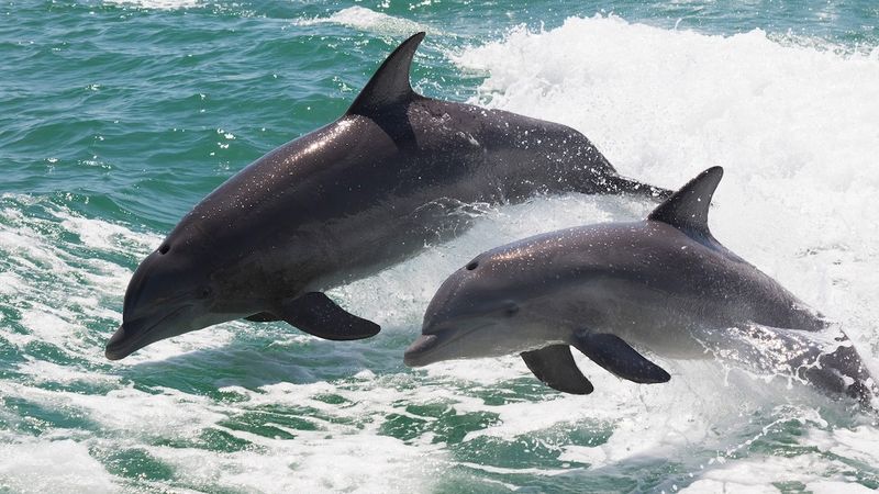 Dolphins Have Their Own Social Signals